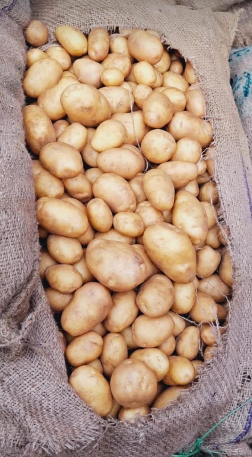 Fresh Potato gallery image 33