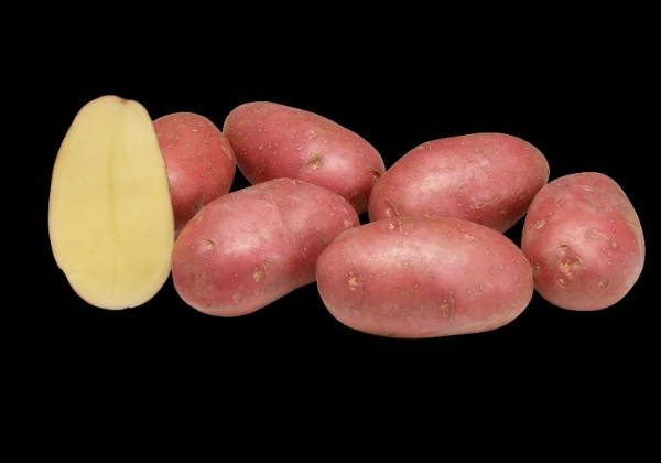 Fresh Potato gallery image 39