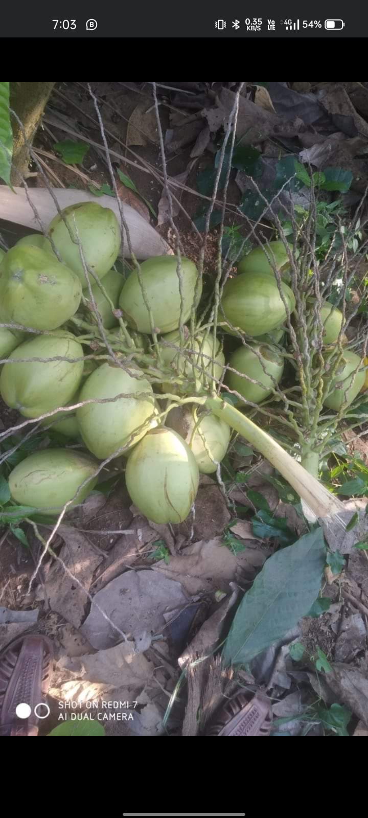 Fresh Tender Coconut gallery image 15
