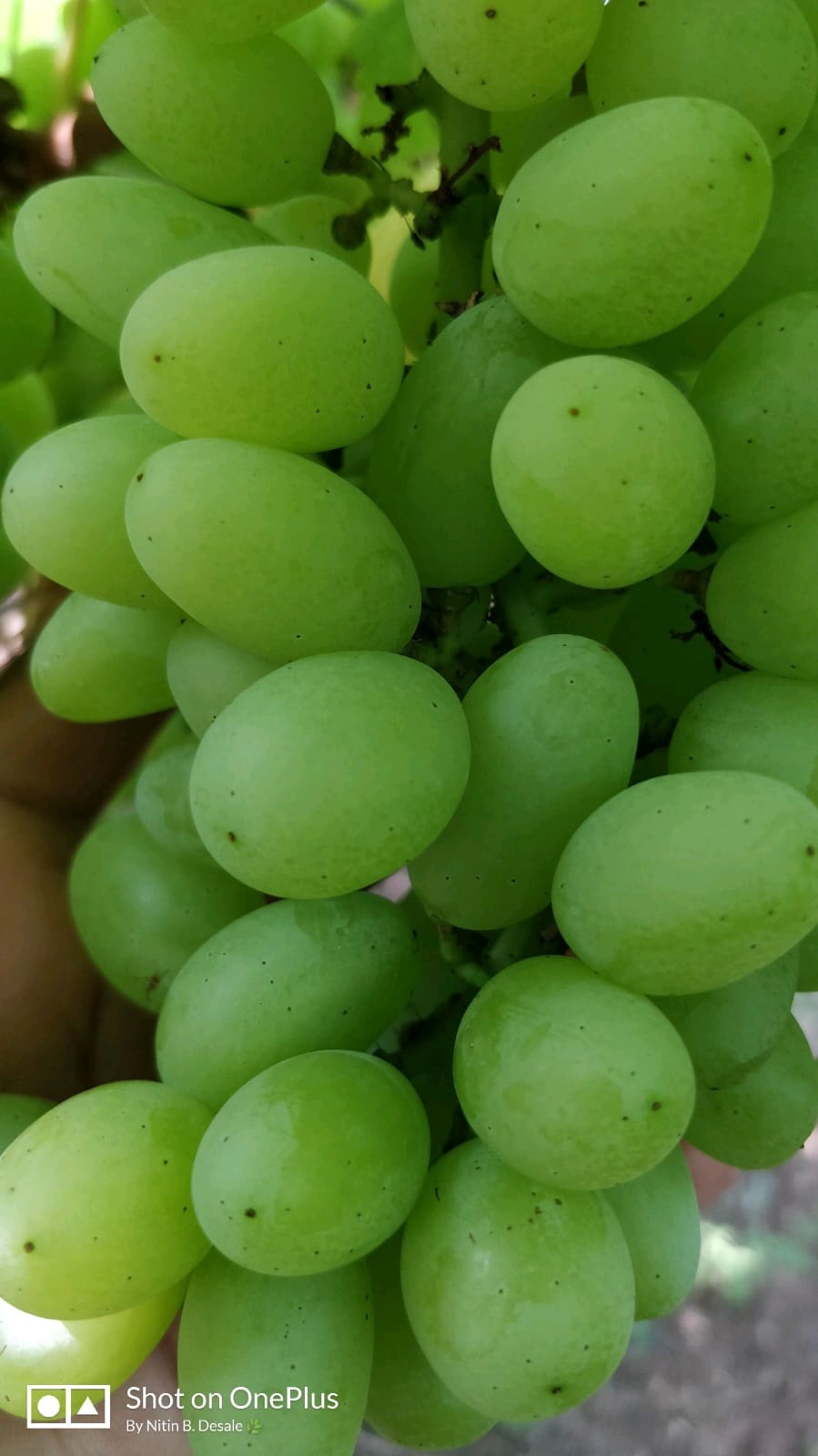 Fresh Grapes gallery image 17