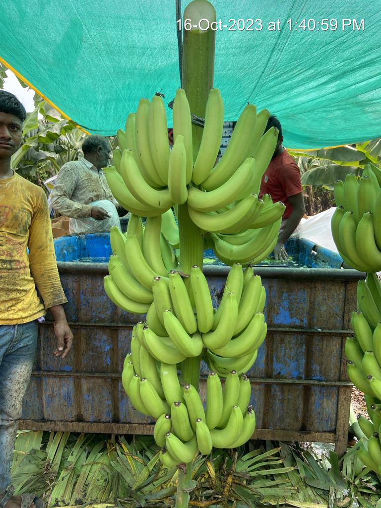 Fresh Banana G9 Cavendish gallery image 19