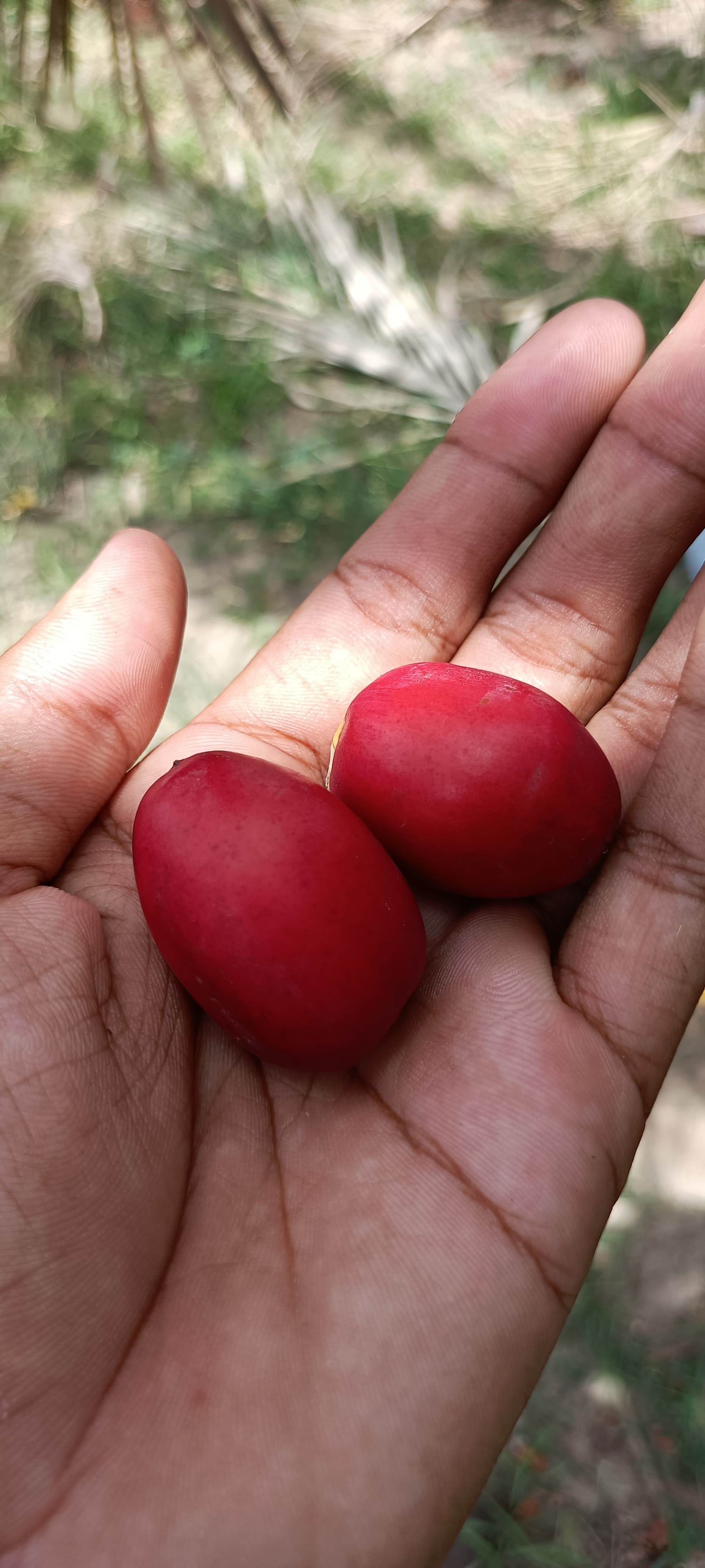 Fresh Kutch Dates gallery image 12