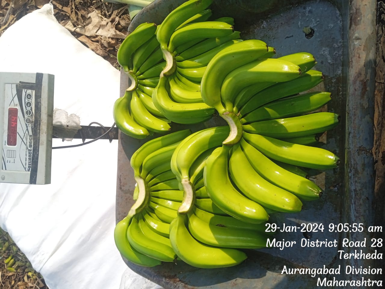 Fresh Banana G9 Cavendish gallery image 26