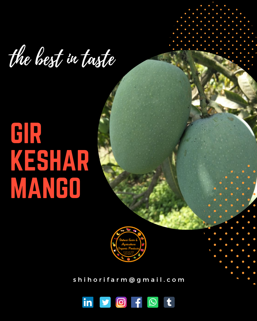 Gir Keshar Mango gallery image 6