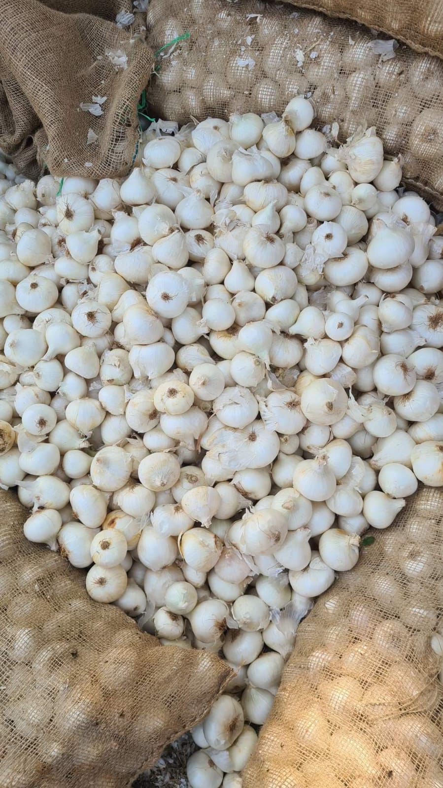 Fresh White Onion gallery image 5