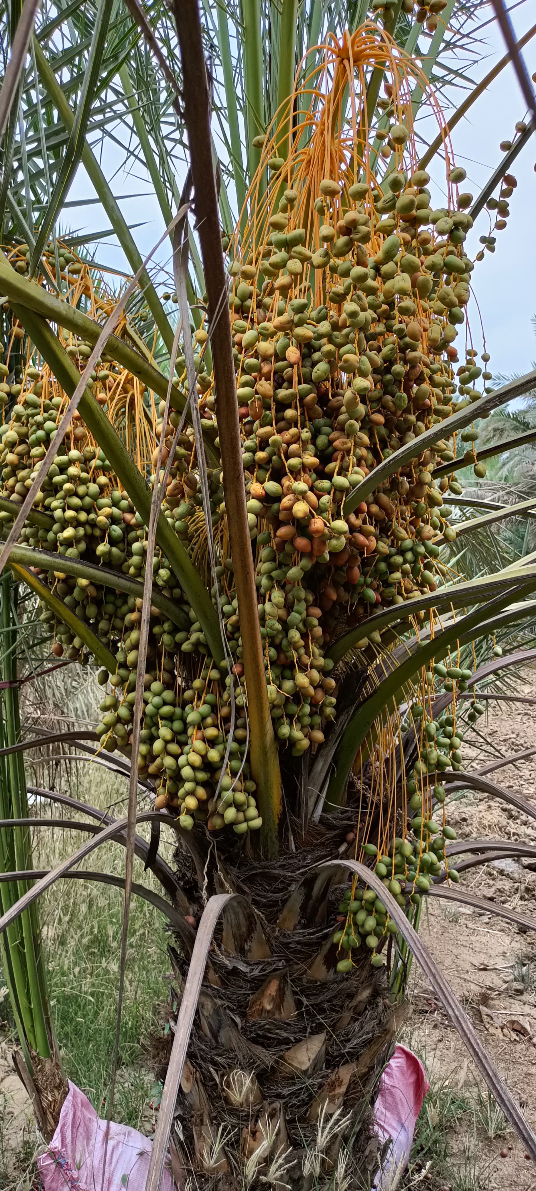 Fresh Kutch Dates gallery image 3