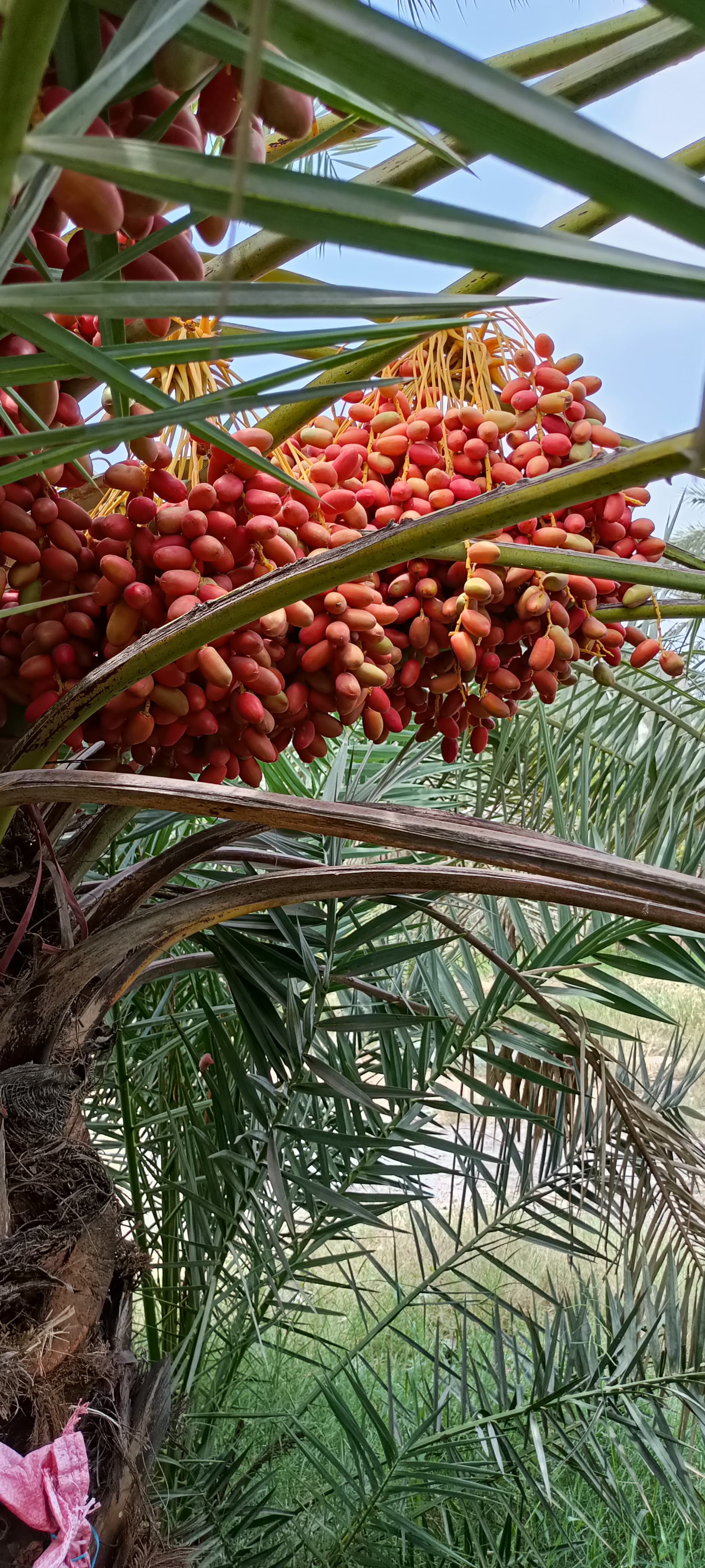 Fresh Kutch Dates gallery image 2