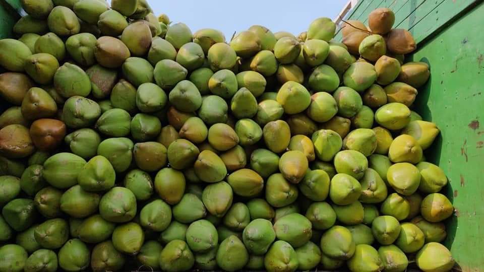 Fresh Tender Coconut gallery image 7