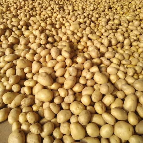 Fresh Potato gallery image 53